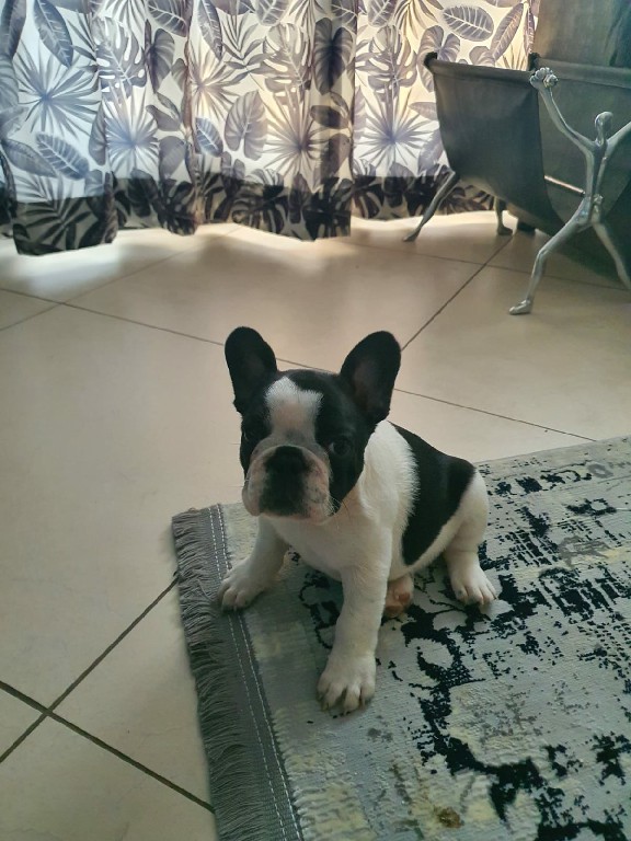Fredka French Bulldog puppy Image (3)