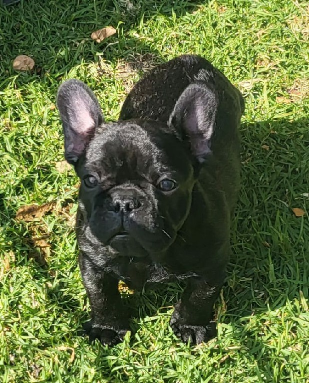 Fredka French Bulldog puppy Image (30)
