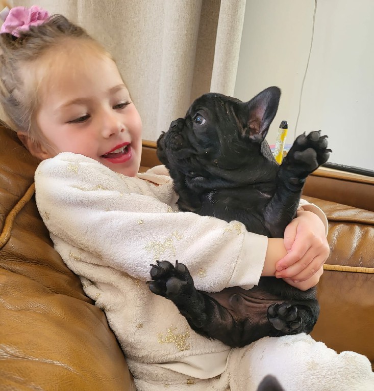 Fredka French Bulldog puppy Image (31)