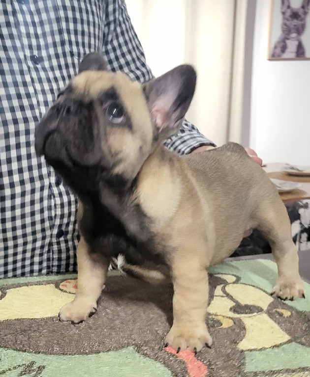 Fredka French Bulldog puppy Image (32)