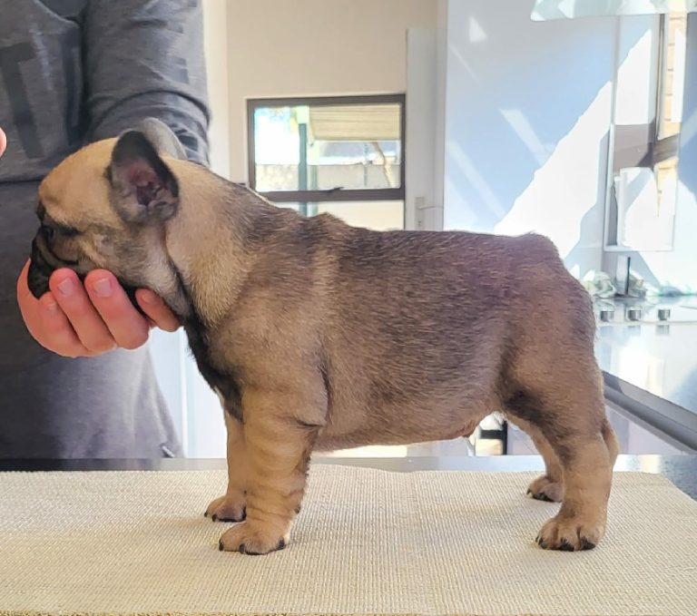 Fredka French Bulldog puppy Image (33)