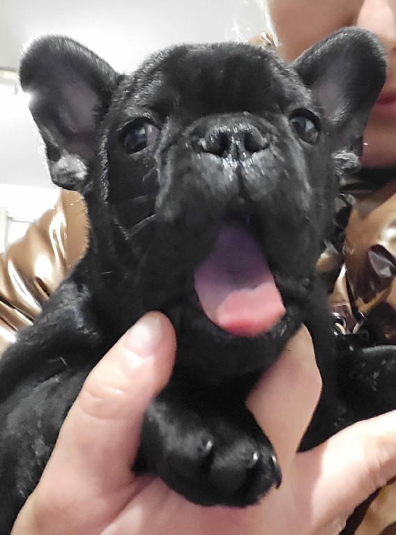 Fredka French Bulldog puppy Image (34)