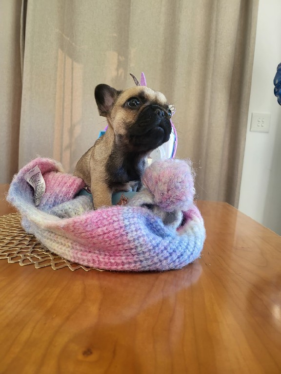 Fredka French Bulldog puppy Image (35)