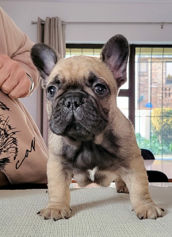 Fredka French Bulldog puppy Image (36)