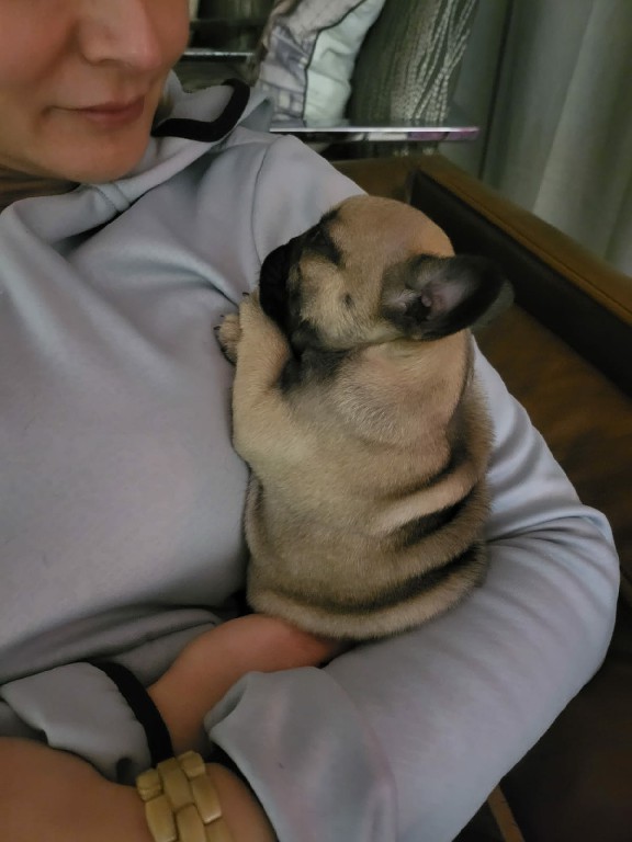 Fredka French Bulldog puppy Image (37)