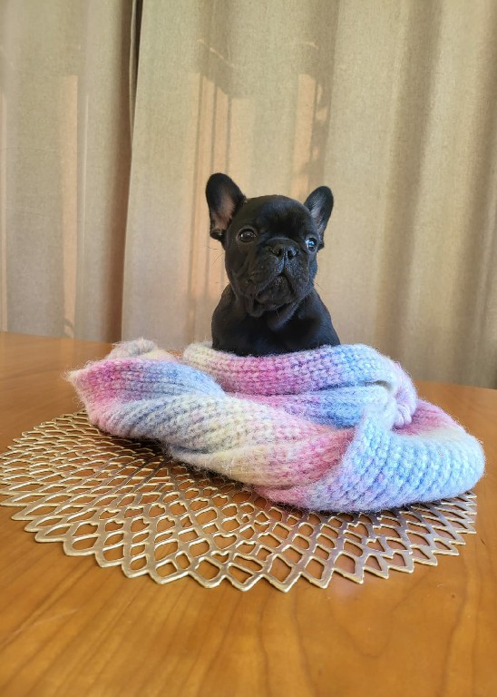 Fredka French Bulldog puppy Image (38)