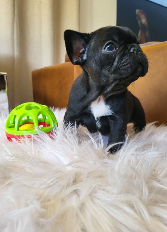 Fredka French Bulldog puppy Image (39)