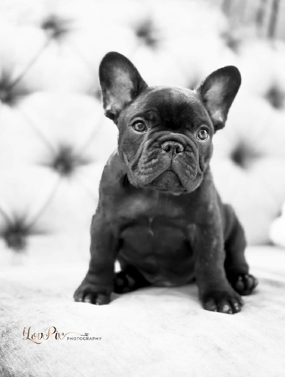 Fredka French Bulldog puppy Image (4)