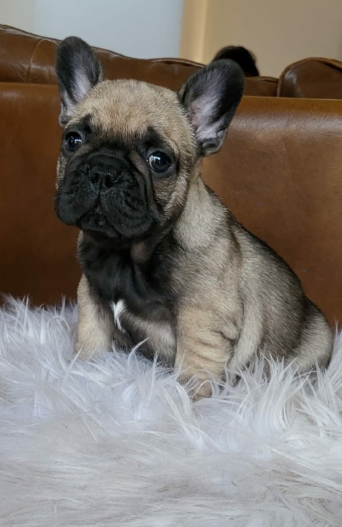 Fredka French Bulldog puppy Image (40)