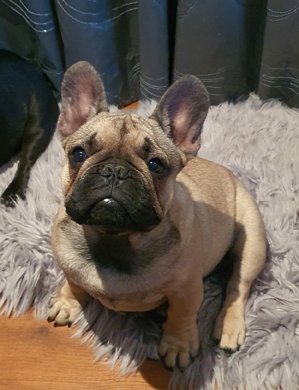 Fredka French Bulldog puppy Image (6)