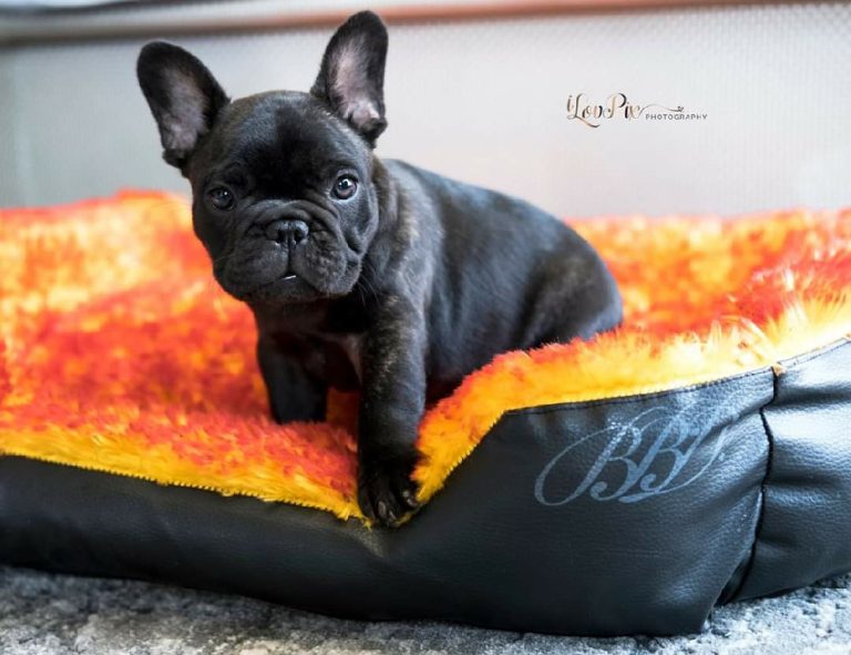 Fredka French Bulldog puppy Image (7)