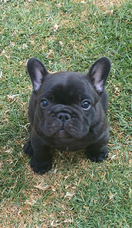 Fredka French Bulldog puppy Image (8)