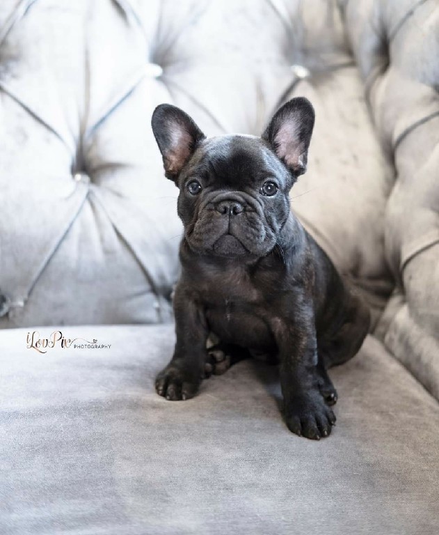 Fredka French Bulldog puppy Image (9)