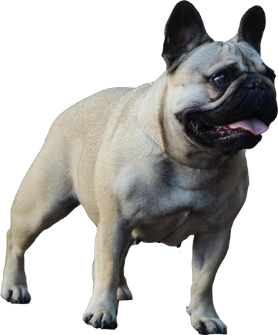 French-Bulldog-1